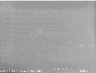 Figure 3.3.1 SEM image of SWNTs using Fe/Mo nano-particles as catalysts. 