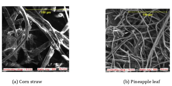 Fig 7: SEM images of paper from different non wood materials with larger magnification (x1000) 
