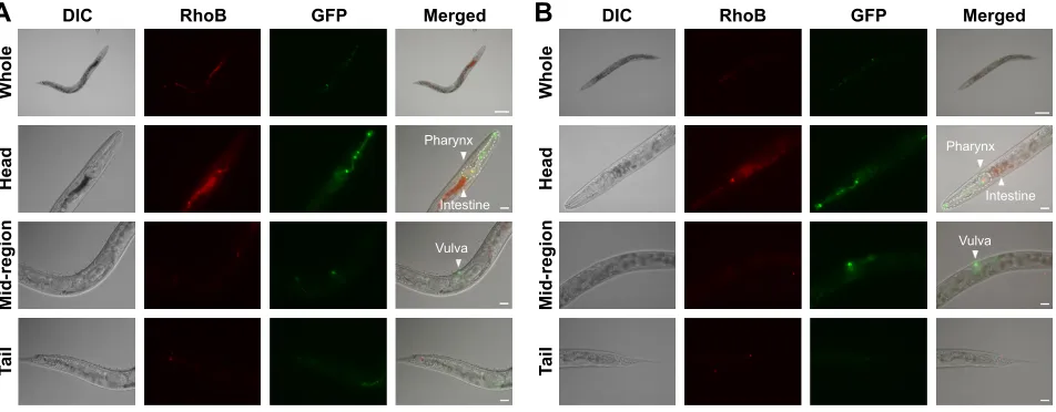 Figure 4 In vivo accumulation of BNNss or BN-800-2 in Caenorhabditis elegans.Notes: (A) Representative fluorescent micrography of control (untreated) and L4-stage larvae after being treated with RhoB-labeled BNNSs or BN-800-2 (500 µg⋅ml-1) for 24 hours