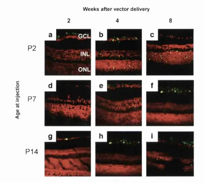 Figure 3.9 AAV-mediated expression following intravitreal vector delivery in normal 