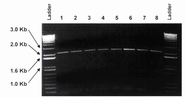 Figure 3.10 PCR o f sFlt-1 cDNA from Ad.CMV.sFlt-1 construct.
