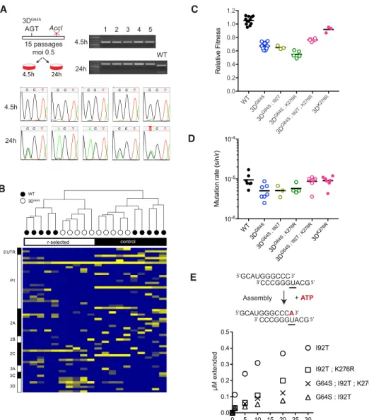 Fig 2. R-selection leads to increased mutation rates. (A) A point mutant of 3D G64S (GGT gly to AGT ser ) was introduced into a poliovirus genome that is marked with a nearby point mutation that ablates an AccI restriction site.