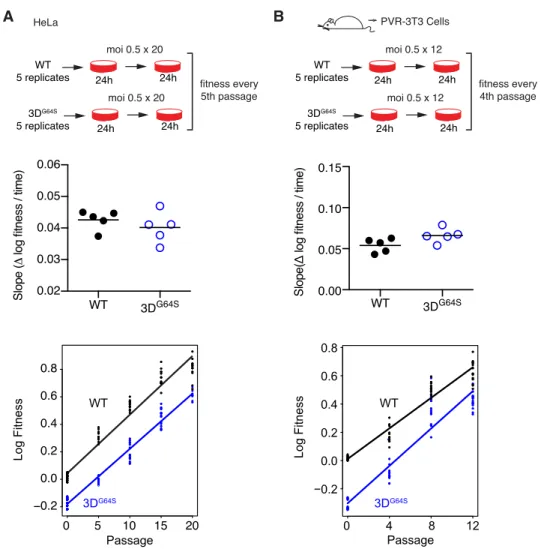 Fig 3. Adaptability of WT and 3D G64S over 20 passages in HeLa (A) or 12 passages in a 3T3 cell line derived from mice transgenic for the PVR (B)