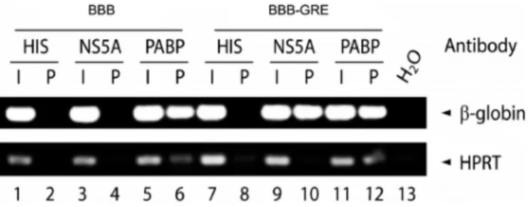 Figure 4. NS5A binds to GRE-containing transcripts in cells. Huh7-HCV cells were transfected with the BBB, or BBB-GRE reporter plasmids