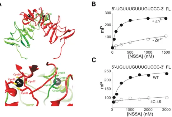 Figure 5. Recombinant NS5A binds to GRE RNA in a manner that is dependent on an intact zinc-binding site and the presence of zinc