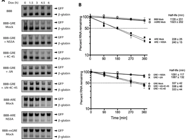Figure 6. Exogenously expressed NS5A stabilizes GRE-containing reporter genes. (A) HeLa tet-off cells were transfected with BBB, BBB-GRE, BBB-ARE or BBB-mGRE reporter plasmids as well as a plasmid that express NS5A, NS5A-4C-4S, N-NS5A, N-NS5A-4C-4S or a 