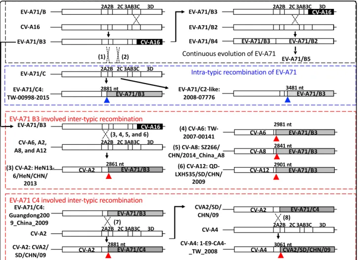 Fig. 6 EV-A71 exhibited intensive inter- and intratypic recombination. A simpli ﬁed ﬂowchart to illustrate several recombination events identiﬁed in this study