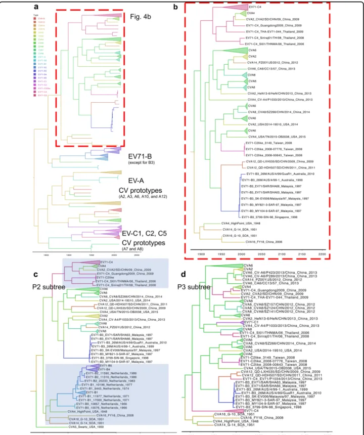 Fig. 4 Bayesian phylogenetic tree of currently circulating EV-A viruses. Bayesian phylogenetic trees based on (a) and b