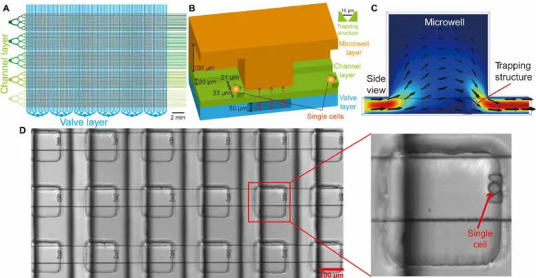 Fig. 1. Addition of cell-trapping microstructures to wells of a microfluidic device enhances single-cell occupancy