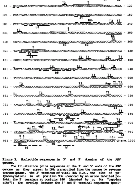 Figure 3. Nucleotide sequences in 3' and 5' d*mains of the ASV