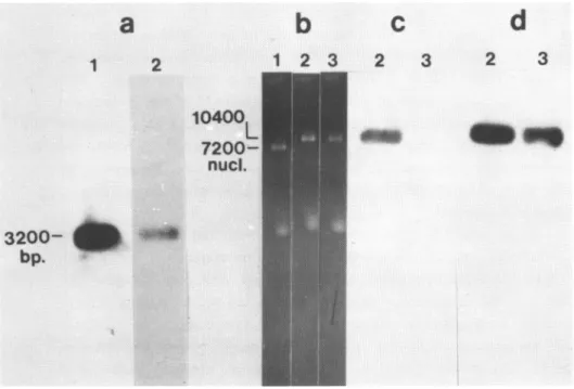 Figure 1. Preparation of cloned WS for sequence analysis.