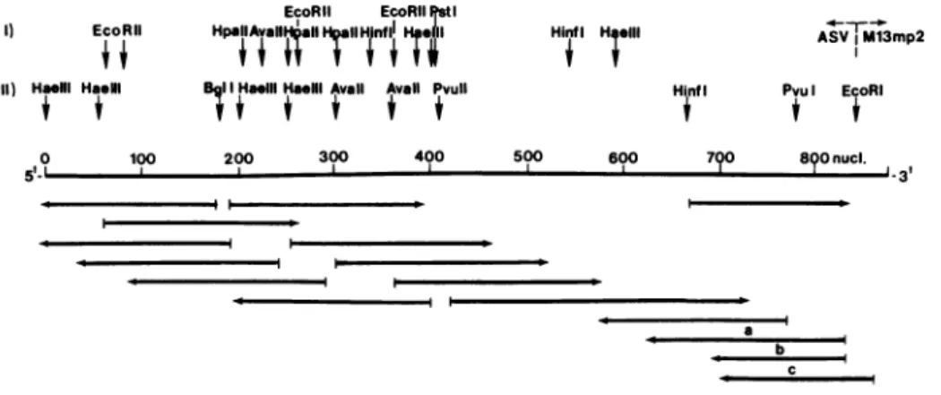 Figure 2. Strategy for determining the nucleotide sequence of c".