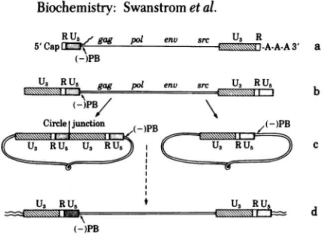FIG. 2. Strategy fordetermining the nucleotide sequence of the cir- cir-clejunction region ofSRA-2