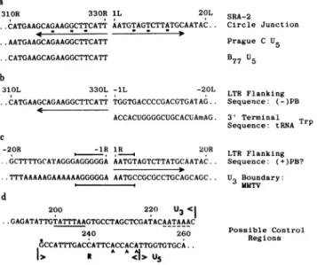FIG. 4. Summary of the ASV DNA sequence in the circle junction region. The numbering is as described in the legend to Fig