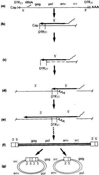 FIG.  1.  Model  for  elongation  of  the  initial  DNA  transcript  beyond  the  5’  end of the template
