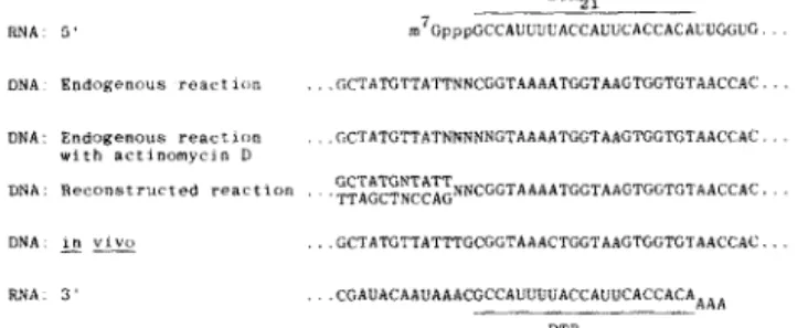 FIG.  2.  Summary  of  nucleotide  sequence  analysis.  T h e   nu-  cleotide sequence  determinations shown in Figs