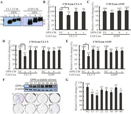 Figure 2: The effect of OPN-a on cell growth. A. Overexpressed OPN splicing variants were secreted into medium (CM) at similar levels