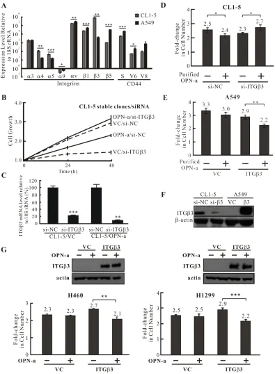 Figure 4: ITGβ3 is necessary for OPN-a-induced growth inhibition. A. The expression of various integrin and CD44 isoform mRNAs was assessed by RT real-time PCR