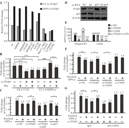 Figure 5: OPN-a induces cell growth following knockdown of ITGβ3 via the CD44/NFκB pathway