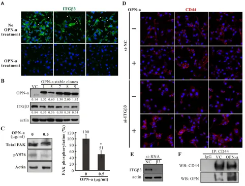 Figure 6: The effects of OPN-a on ITGβ3 and CD44 membrane distribution in CL1-5 cells