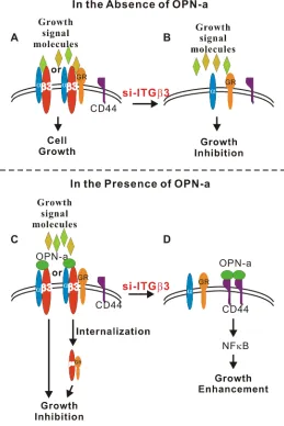 Figure 7: Schematic diagram of OPN-a- and ITGβ3-mediated growth regulation. A. In the absence of OPN-a, ITGβ3 binds to a signaling molecule (growth signal, environmental molecule or growth receptor) to maintain growth in CL1-5 cells