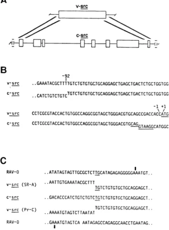 FIG. 1. The leftward boundary of homology between c-src and v-src.
