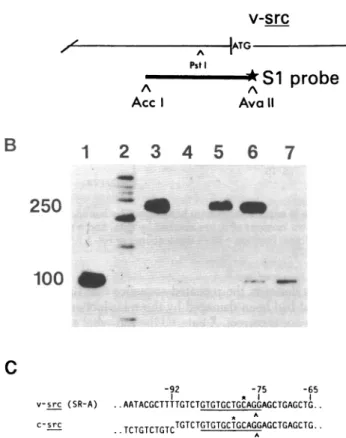 FIG. 3. Mapping a splice acceptor site shared by v-src and c-src. (A) The strategy. A fragment of DNA derived from the appropriate domain of the RSV genome and labeled on one end only (star) was used to map