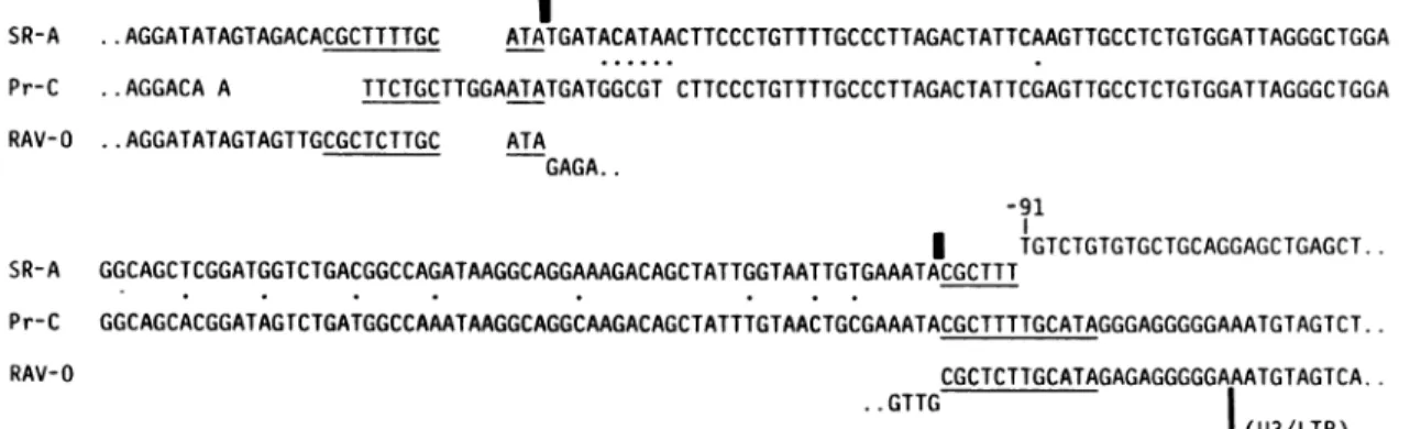 FIG. 4. X units of SR-A and Pr-C RSV. The sequences of X have been aligned so as to achieve maximum homology