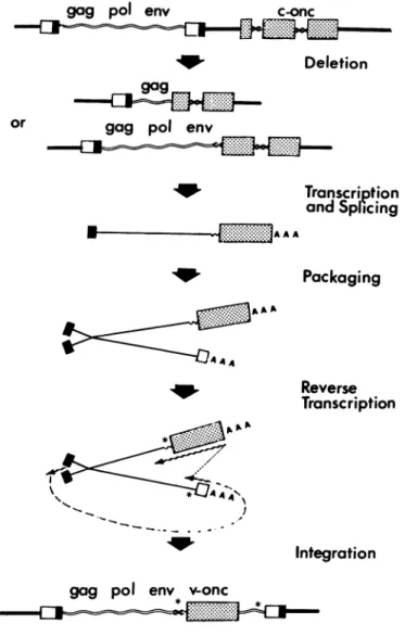 FIG. 6. Model for the transduction of cellular oncogenes by retro- retro-viruses.
