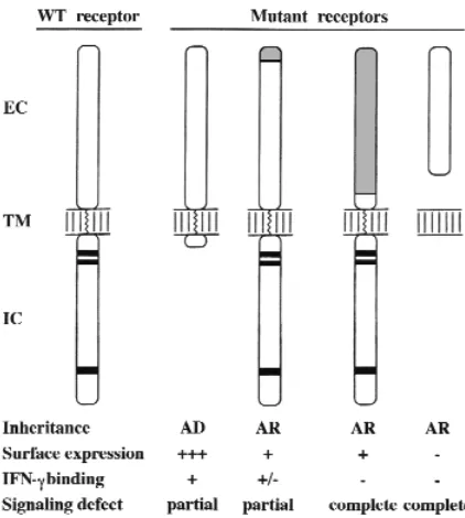 Figure 5Four types of inheritable IFN(e.g., mutant C77Y) does not bind IFN-mutant 107ins4) is not expressed at the cell surface because of a stopcodon upstream from the TM domain