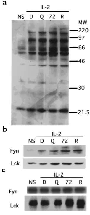 Figure 2DQ 65-79 does not inhibit phosphotyrosine activity upon IL-2 stim-