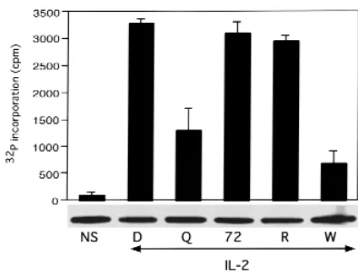 Figure 4DQ 65-79 inhibits Akt kinase activity. Cells were stimulated with IL-