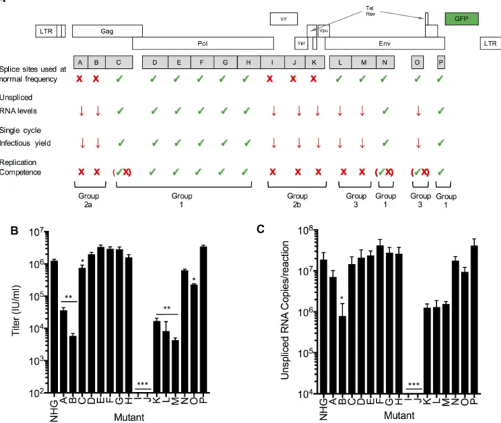 Fig 4. Phenotypes of synonymously mutated HIV-1 viruses. (A) Summary of the properties of HIV-1 viruses carrying blocks of nucleotides that were synonymously mutated (A-P)