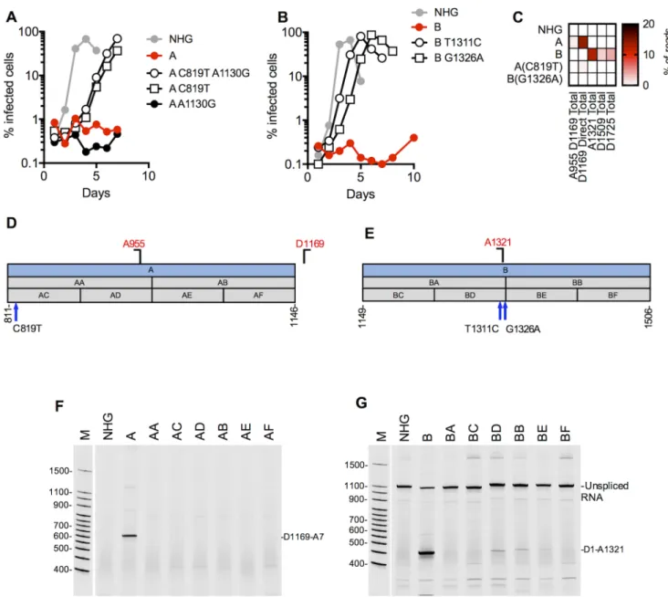 Fig 5. Activation of cryptic splice sites by synonymous mutations in Gag. (A, B) MT4 cells were infected with the indicated virus (harvested from the supernatant of 293T cells transfected proviral plasmids representing each of the WT(HIV-1 NHG ), mutant (A