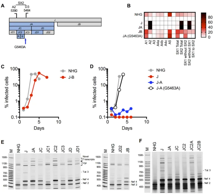 Fig 7. Activation of canonical splice acceptor site A2 by synonymous mutations in mutant J