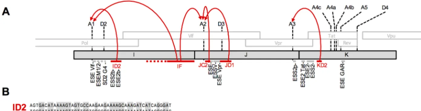 Fig 9. Summary of splicing control in HIV-1. (A) Schematic representation of the central portion of the HIV-1 genome with the positions of canonical splice sites indicated