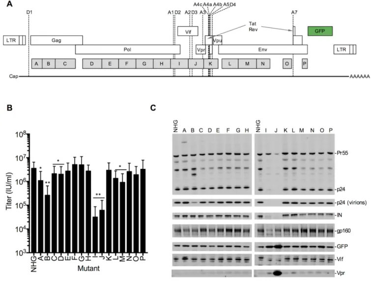 Fig 1. Design and analysis of panel of synonymously mutated HIV-1 viruses. (A) Schematic of HIV-1 proviral DNA, indicating open reading frames, splice sites, and blocks of nucleotides that were synonymously mutated in the 16 proviral plasmids (A-P)