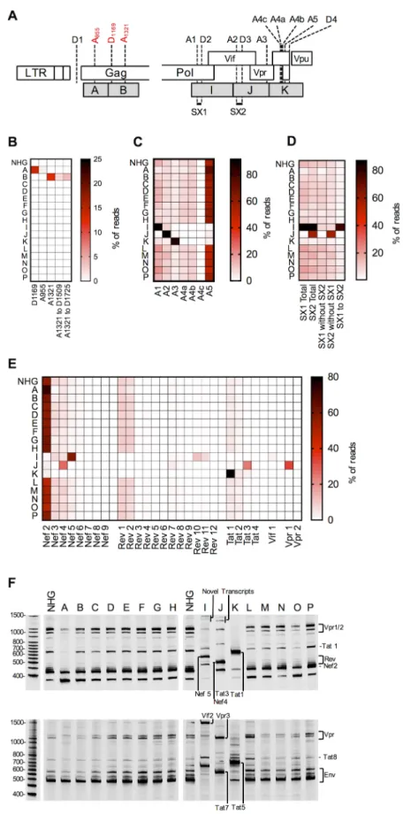 Fig 3. Analysis of HIV-1 splicing in WT and synonymously mutated HIV-1. (A) Schematic representation of segments of HIV-1 proviral DNA, focused on mutants exhibiting perturbed splicing