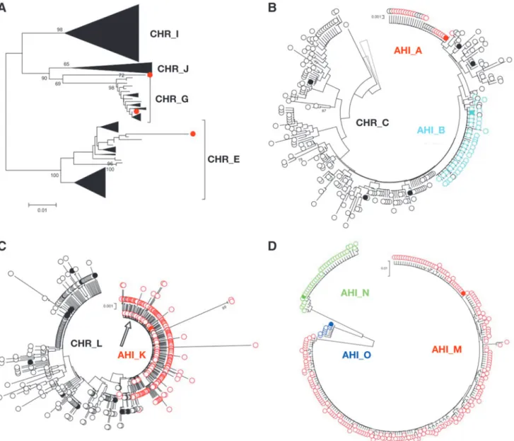 FIG. 3. Phylogenetic analysis of the deep sequencing data (TCS) obtained for the clusters and unrelated AHI cases reaffirm a single-variant transmission in all the AHI cases