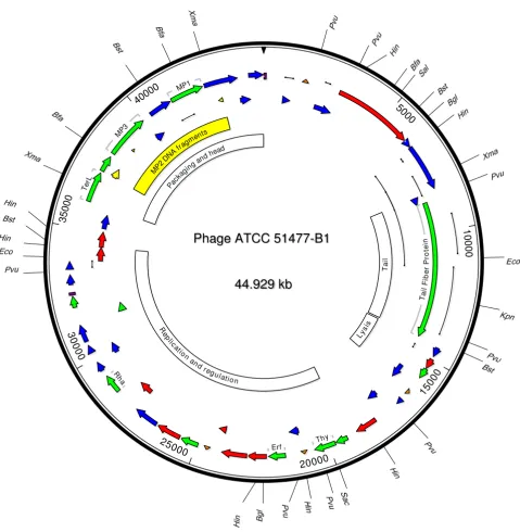Figure 2Phage ATCC 51477-B1 genome mapPhage ATCC 51477-B1 genome map. The direction and size of 46 putative ORFs are illustrated with arrows