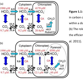 Figure 1.1: (a) The possible role of CA 