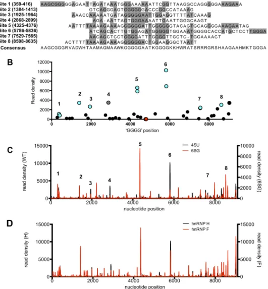 FIG 8 hnRNP H1 binds to purine-rich sequences on the viral genome. (A) Sequence alignment of the eight most frequently hnRNP H1-bound sites, as derived from CLIP-seq analysis shown in Fig