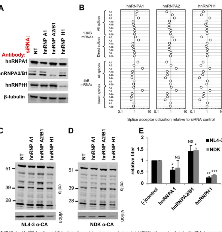 FIG 10 Effects of hnRNP depletion on HIV-1 splicing, Gag protein expression, and virion yield