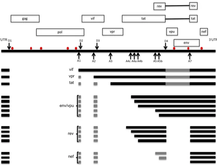 FIG 1 Schematic diagram of HIV-1 alternative splicing events. The positions of splicing donor (D1 to D4) and acceptor (A1 to A7) sites are indicated