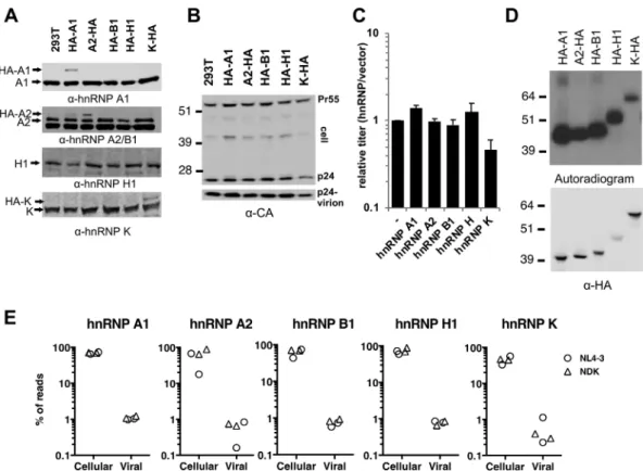 FIG 2 Generation of cell lines stably expressing HA-tagged hnRNPs and summary of CLIP experiments
