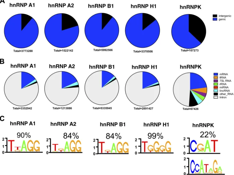 FIG 3 Classiﬁcation of hnRNP-bound cellular RNAs and the binding motifs identiﬁed within them