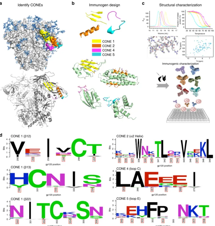 Fig. 1 Rational design of HIV-1 immunogens and elicitation of antibodies targeting the CONEs