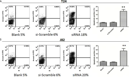 Figure 3. Flow cytometry analysis of cells transfected with siRNA targeting Loc554202