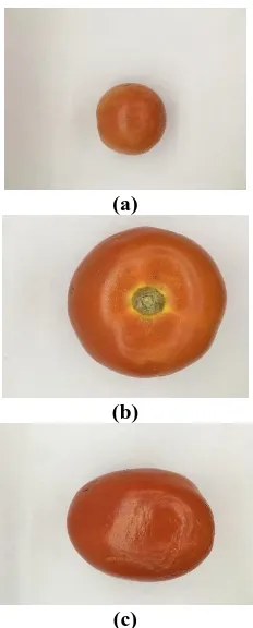 Fig. 1: (c) Different varieties of tomatoes :( a) Cherry (b) Classic (c) Cylindrical  This paper consists of four sections: first section reports 