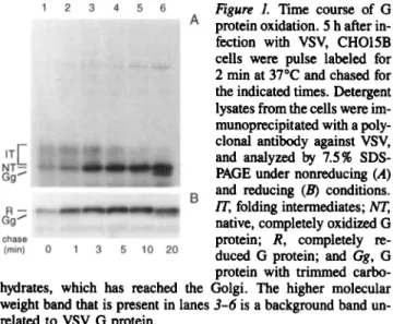 Figure 2. Effects of DTT on newly synthesized G protein. CHO15B  cells infected with VSV were incubated with 5 mM DTT for 5 rain  before and during a  2-min pulse at  370C